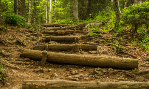 Forest-steps-square